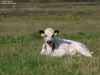 Ko (Bos taurus) Foto/billede af