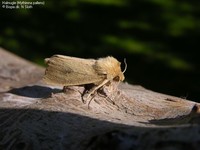 Halmugle (Mythimna pallens) Foto/billede af