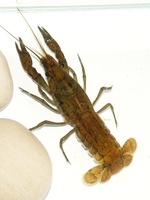 Procambarus fallax