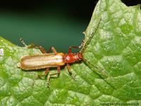 Rhagonycha translucida