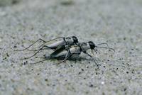 Cicindela dorsalis - Northeastern Beach Tiger Beetle