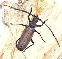 Aegosoma scabricorne
