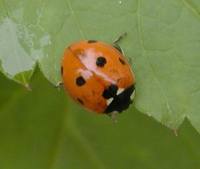 Coccinella septempunctata - Seven-spotted Lady Beetle