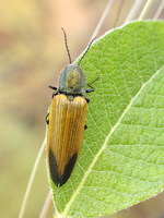 Ctenicera virens