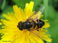 Eristalis lineata