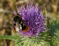 Bombus lapidarius - Red-tailed Bumblebee