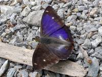 Apatura iris f. iole - Purple Emperor