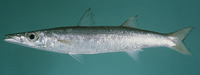 Sphyraena obtusata, Obtuse barracuda: fisheries, gamefish