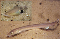 Gonorynchus gonorynchus, Beaked salmon: fisheries