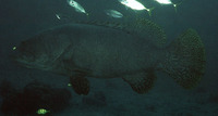 Epinephelus lanceolatus, Giant grouper: fisheries, aquaculture, gamefish, aquarium