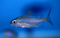 Ophthalmotilapia boops, :