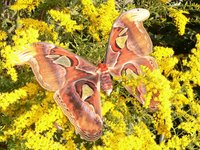 Attacus atlas