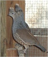 Scaled Quail Callipepla squamata