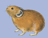 Image of: Ochotona hyperborea (northern pika)