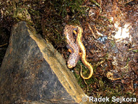 Hemidactylium scutatum - Four-toed Salamander