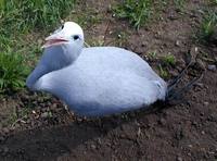 Anthropoides paradisea - Blue Crane