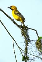 Icterus gularis - Altamira Oriole