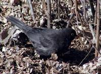 Turdus merula - Eurasian Blackbird