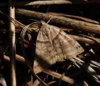 Image of: Caenurgina crassiuscula (clover looper)