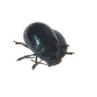 Image of: Chrysolina quadrigemina