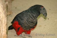 Psittrichas fulgidus - Pesquet's Parrot