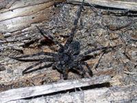 Image of: Dolomedes tenebrosus