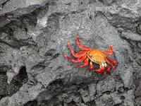 Image of: Grapsus grapsus (sally lightfoot crab)