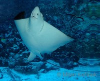 Aetobatus narinari - Spotted eagle ray