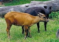 Bubalus depressicornis - Lowland Anoa