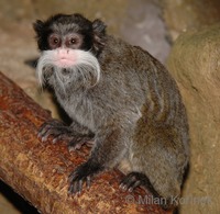 Saguinus imperator - Emperor Tamarin