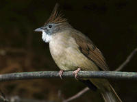 Image of: Criniger pallidus (puff-throated bulbul)