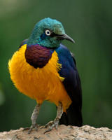 Image of: Lamprotornis regius (golden-breasted starling)