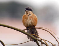 Image of: Lanius schach (long-tailed shrike)