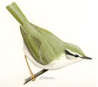 Image of: Phylloscopus borealis (arctic warbler)