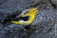 Image of: Piranga olivacea (scarlet tanager)