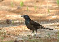 Image of: Quiscalus quiscula (common grackle)