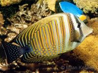 Zebrasoma desjardinii - Desjardin's Sailfin Tang