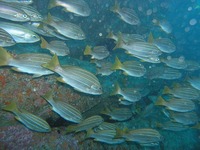 Parapristipoma octolineatum - African Striped Grunt