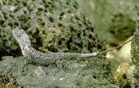Image of: Calotes