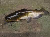 Ameiurus nebulosus - Brown Catfish