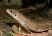 Gerrhosaurus major - African Plated Lizard