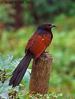 Greater Coucal - Centropus sinensis