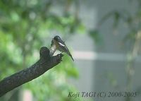 Mugimaki Flycatcher - Ficedula mugimaki