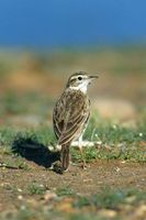 Australian Pipit