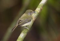 Southern Bentbill (Oncostoma olivaceum) photo