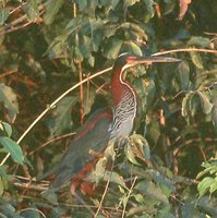 Agami Heron - Agamia agami