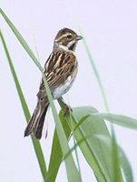 Reed Bunting (Emberiza schoeniclus) photo