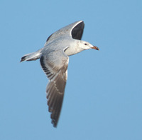 Audouin's Gull (Larus audouinii) photo