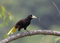 Crested Oropendola (Psarocolius decumanus) photo