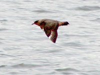 Chilean Skua - Stercorarius chilensis